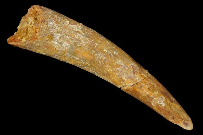 Fossil Pterosaur (Siroccopteryx) Tooth - Morocco #164250